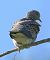 Tortora selvatica (Streptopelia turtur) © Vito Giovanni Santantonio