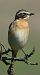 Stiaccino (Saxicola rubetra) © Vito Giovanni Santantonio