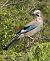 Eurasian Jay (Garrulus glandarius) © Vito Giovanni Santantonio