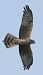 Pallid Harrier (Circus macrourus) © Vito Giovanni Santantonio