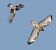 Poiana (Buteo buteo) © Vito Giovanni Santantonio