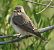 Pigliamosche (Muscicapa striata) © Vito Giovanni Santantonio