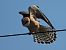 Falco cuculo (Falco vespertinus) © Giovanni Boano