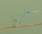 Coenagrion puella © Elvire Laurens