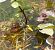 Coenagrion puella © Elvire Laurens