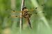 Libellula quadrimaculata © Fabio Angeli