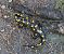Salamandra pezzata (Salamandra salamandra) © Fabio Angeli