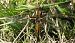 Libellula depressa © Fabio Angeli