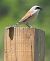 Averla piccola (Lanius collurio) © Fabio Angeli