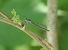 Coenagrion puella  - Fabio Angeli