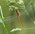 Orthetrum coerulescens  - Fabio Angeli