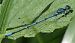 Coenagrion puella © Fabio Angeli