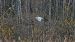 Airone bianco (Ardea alba) © Emanuele Pontiggia