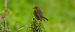 Pettirosso (Erithacus rubecula) © Emanuele Pontiggia