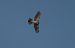 Sparviere (Accipiter nisus) © Emanuele Pontiggia