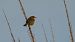 Zitting Cisticola (Cisticola juncidis) © Emanuele Pontiggia