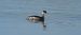 Svasso piccolo (Podiceps nigricollis) © Emanuele Pontiggia