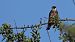Lodolaio (Falco subbuteo) © Riccardo de Santis