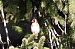 Cardellino (Carduelis carduelis) © Lorenzo Lanzani
