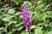 Orchis indet. group. mascula © Lorenzo Lanzani