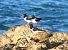 Beccaccia di mare (Haematopus ostralegus) © Alessandra Fontenla