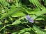 Plebejus argus  - Giorgio Leoni