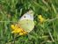 Colias alfacariensis © Giorgio Leoni