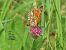 Melitaea phoebe © Giorgio Leoni