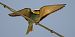 Gruccione (Merops apiaster) © Marcello Longeri