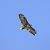 Poiana (Buteo buteo) © Marcello Longeri