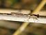 Ischnura elegans © Fabio Simonazzi