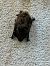 Pipistrello di Savi (Hypsugo savii) © Walkerdine Susan