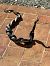 Western Whip Snake (Hierophis viridiflavus) © Walkerdine Susan