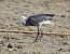 Airone schistaceo (Egretta gularis) © Carlo Fracasso