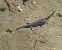 Salamandra pezzata (Salamandra salamandra) © Nicola Pilon