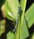 Hufeisen-Azurjungfer (Coenagrion puella) © Nicola Pilon