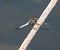 Orthetrum albistylum © Nicola Pilon