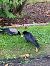 Cornacchia nera/grigia (Corvus corone / cornix) © Federico Pino