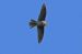 Rapace indeterminato (Accipitriformes / Falconiformes sp.) © Antonino Sapone