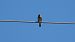 Strillozzo (Emberiza calandra) © Luciano Mingarelli