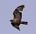 Poiana (Buteo buteo) © Angelo Pasqua