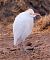 Héron garde-boeufs (Ardea ibis) © Angelo Pasqua