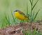 Bergeronnette d'Italie (ssp. cinereocapilla) (Motacilla flava cinereocapilla) © Angelo Pasqua