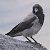 Cornacchia grigia (Corvus cornix) © Angelo Pasqua