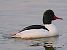 Smergo maggiore (Mergus merganser) © Angelo Pasqua