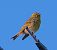Serin cini (Serinus serinus) © Angelo Pasqua