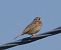 Grauammer (Emberiza calandra) © Angelo Pasqua