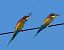 Gruccione (Merops apiaster) © Angelo Pasqua