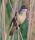 Cannareccione (Acrocephalus arundinaceus) © Angelo Pasqua
