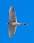 Gheppio (Falco tinnunculus) © Angelo Pasqua